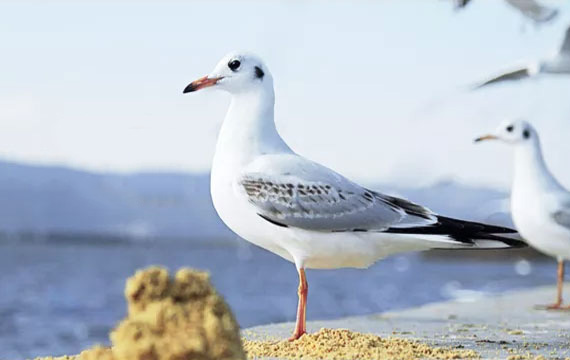 2022年春季550公里全市聯翔