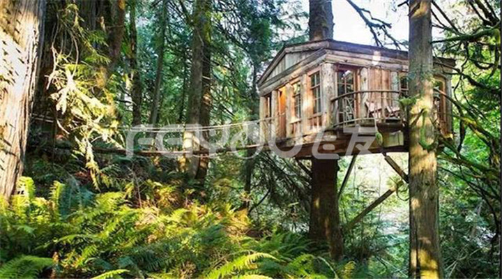 樹屋度假村|走進大自然實現童年夢想